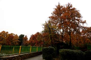 پاییز در دانشگاه علوم بهزیستی و توانبخشی